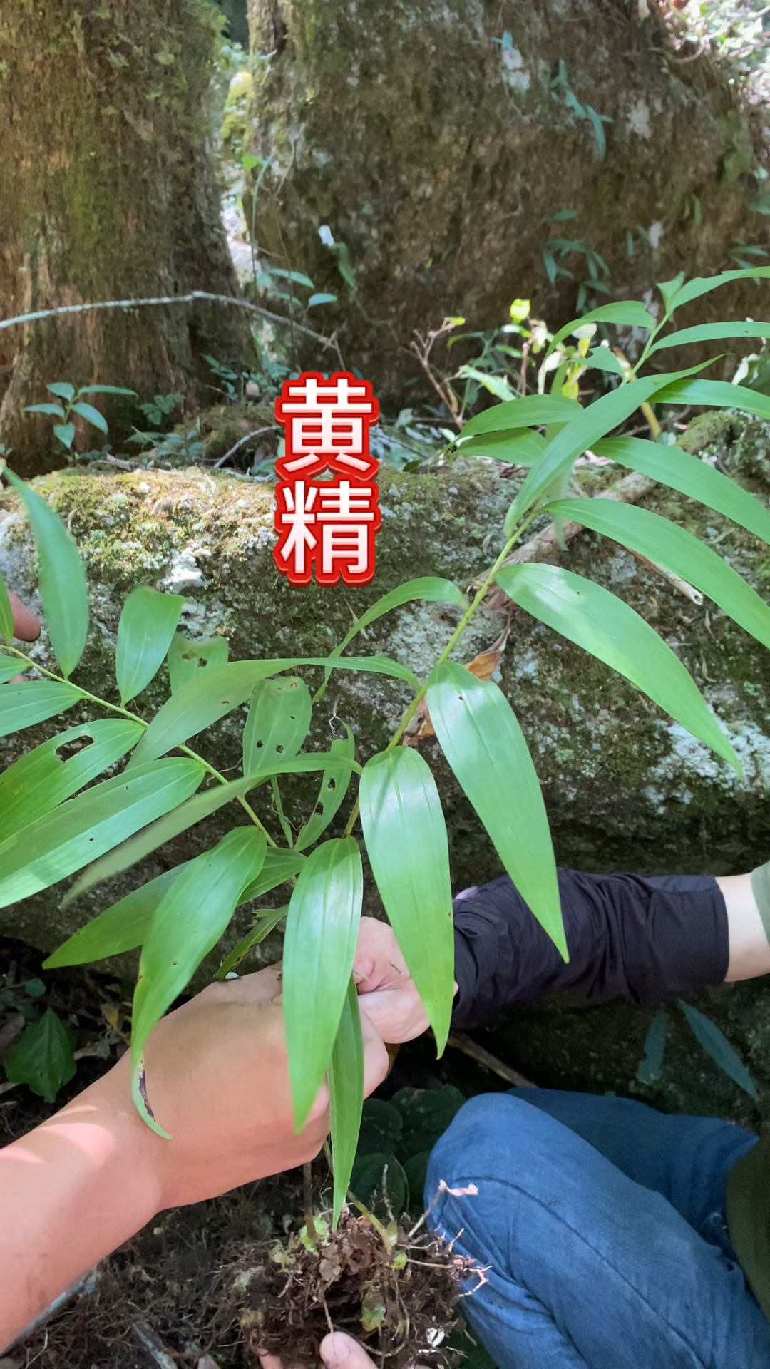 农村生活 一日一植物 黄精
