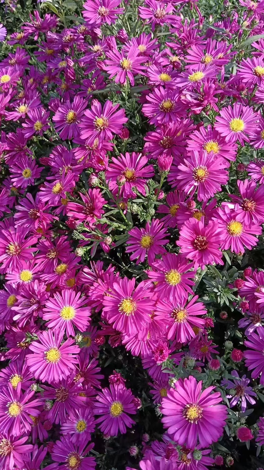 荷兰菊,又名纽约紫菀或柳叶菊,是菊目菊科联毛紫菀属多年生宿根草本