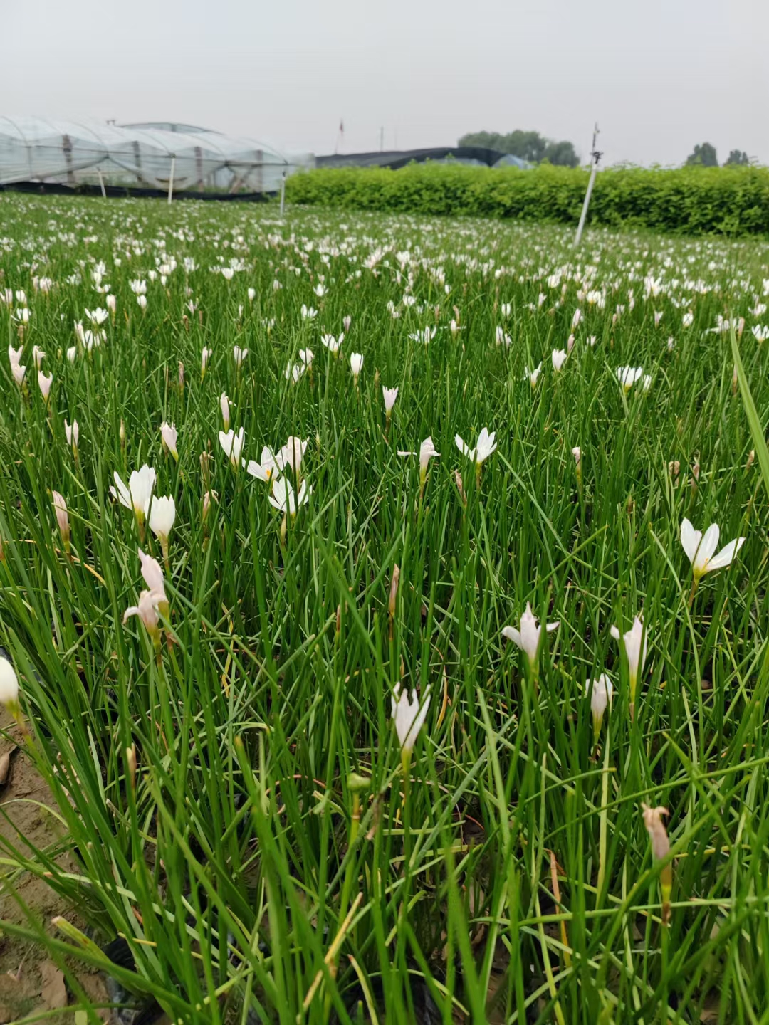 四季种植庭院矮生植物风雨兰葱兰花苗户外绿化易活多年生阳台盆栽