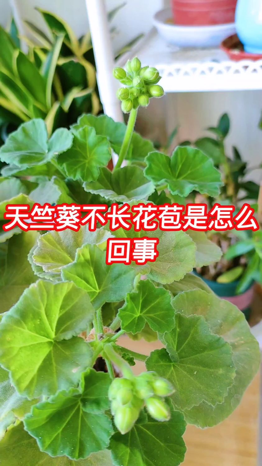 天竺葵不长花苞是什么原因?