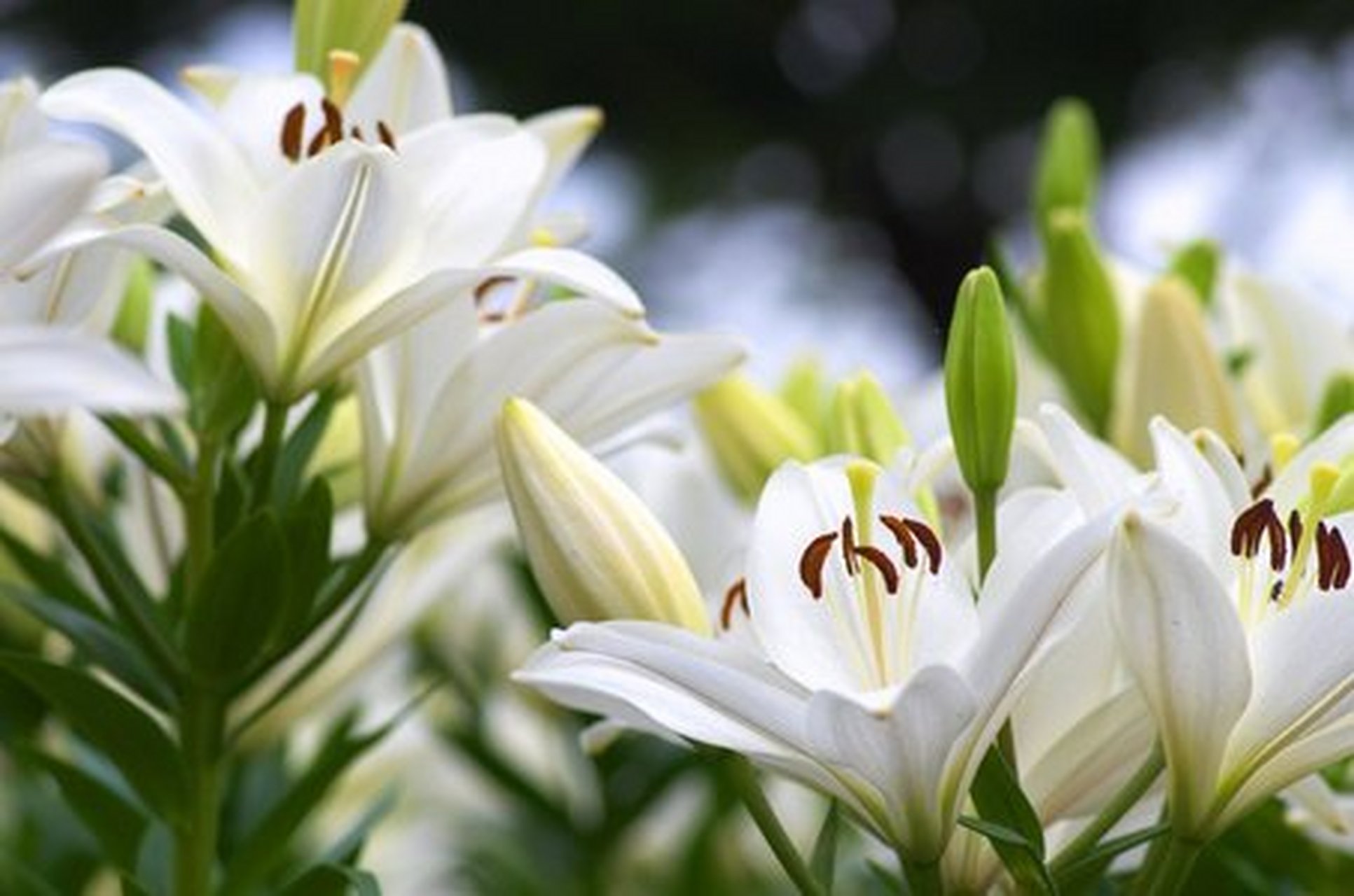 少儿读物-白色的百合花,爱心阳光少年网