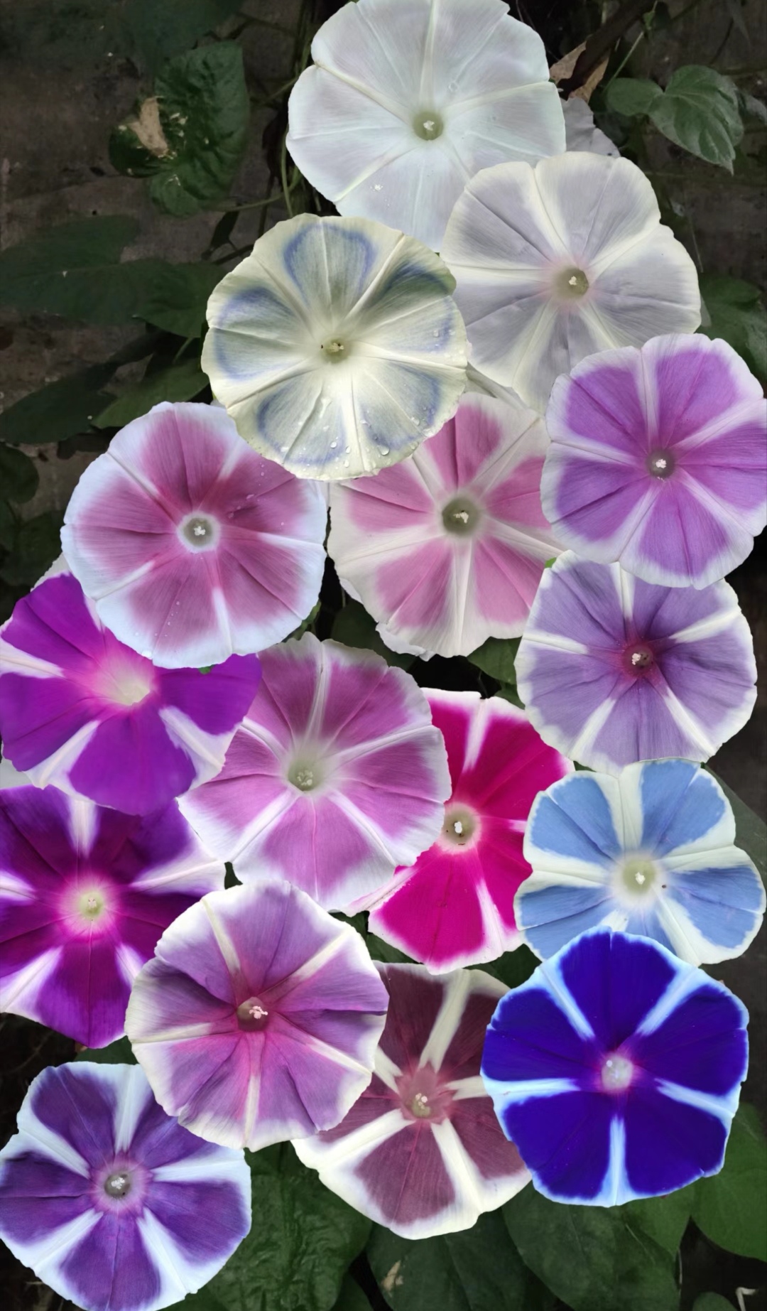 哇塞,这么多种颜色的牵牛花,都见过吗?