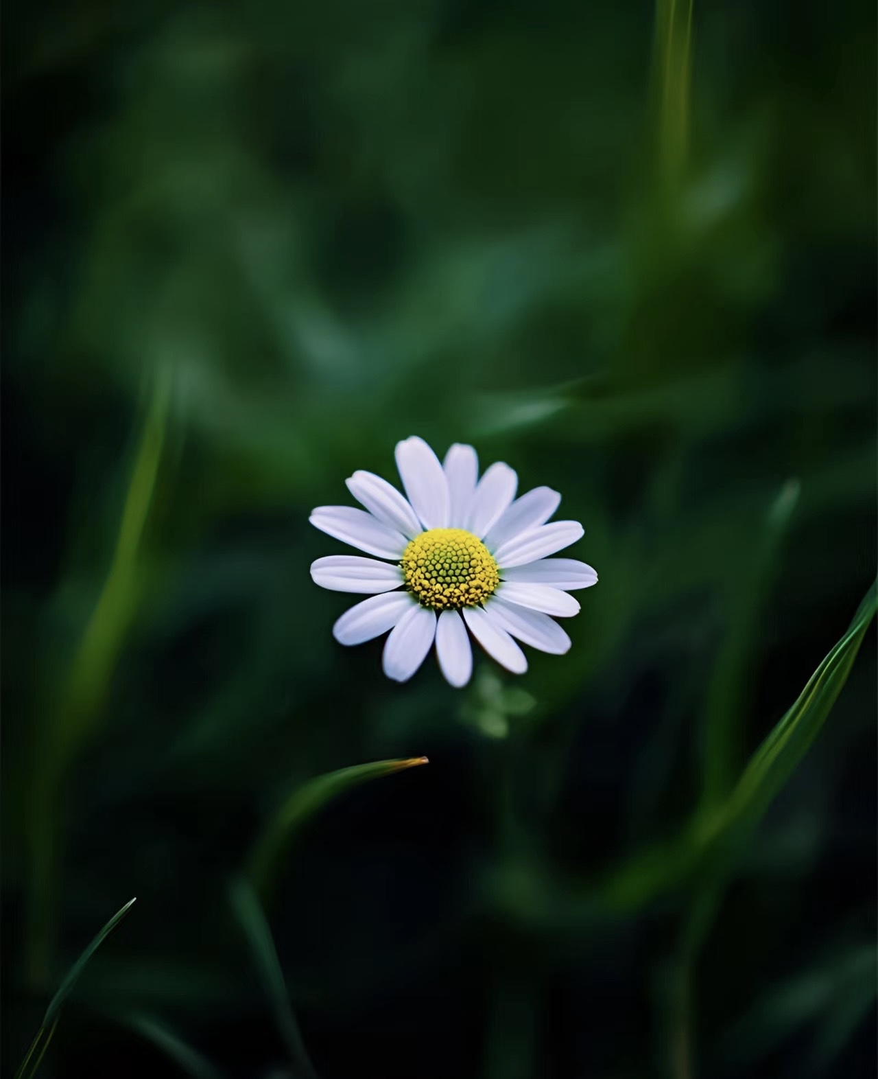 小花壁纸治愈心情的小花小花花磨砂图片唯美壁纸素净小花花图片有意境