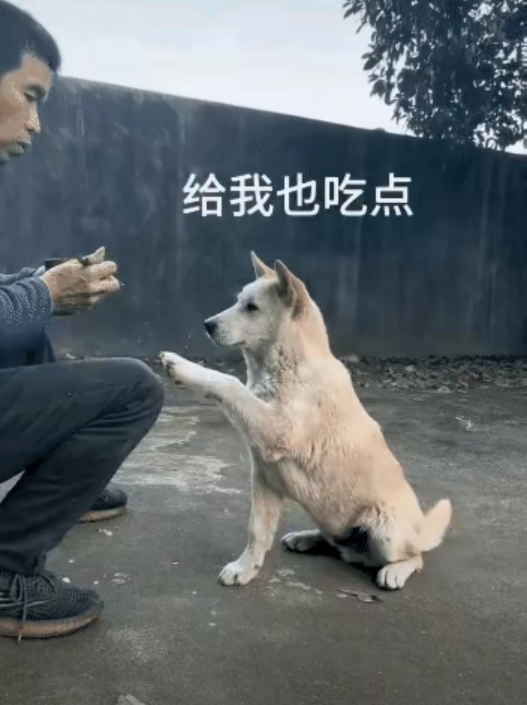 狗子聪明地拍拍主人膝盖讨要食物,当主人准备倒在地上时又及时阻止,还