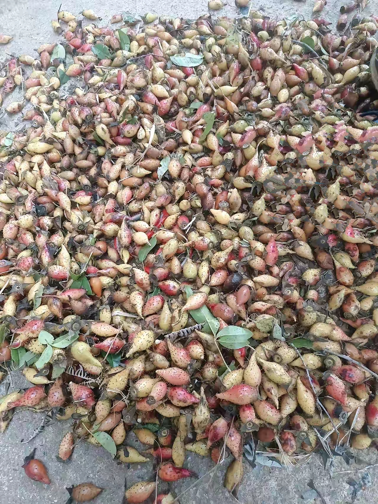 金樱子 也叫陆上仙丹 生长于高山 芡实 也称水中仙丹 别名鸡头米 用这