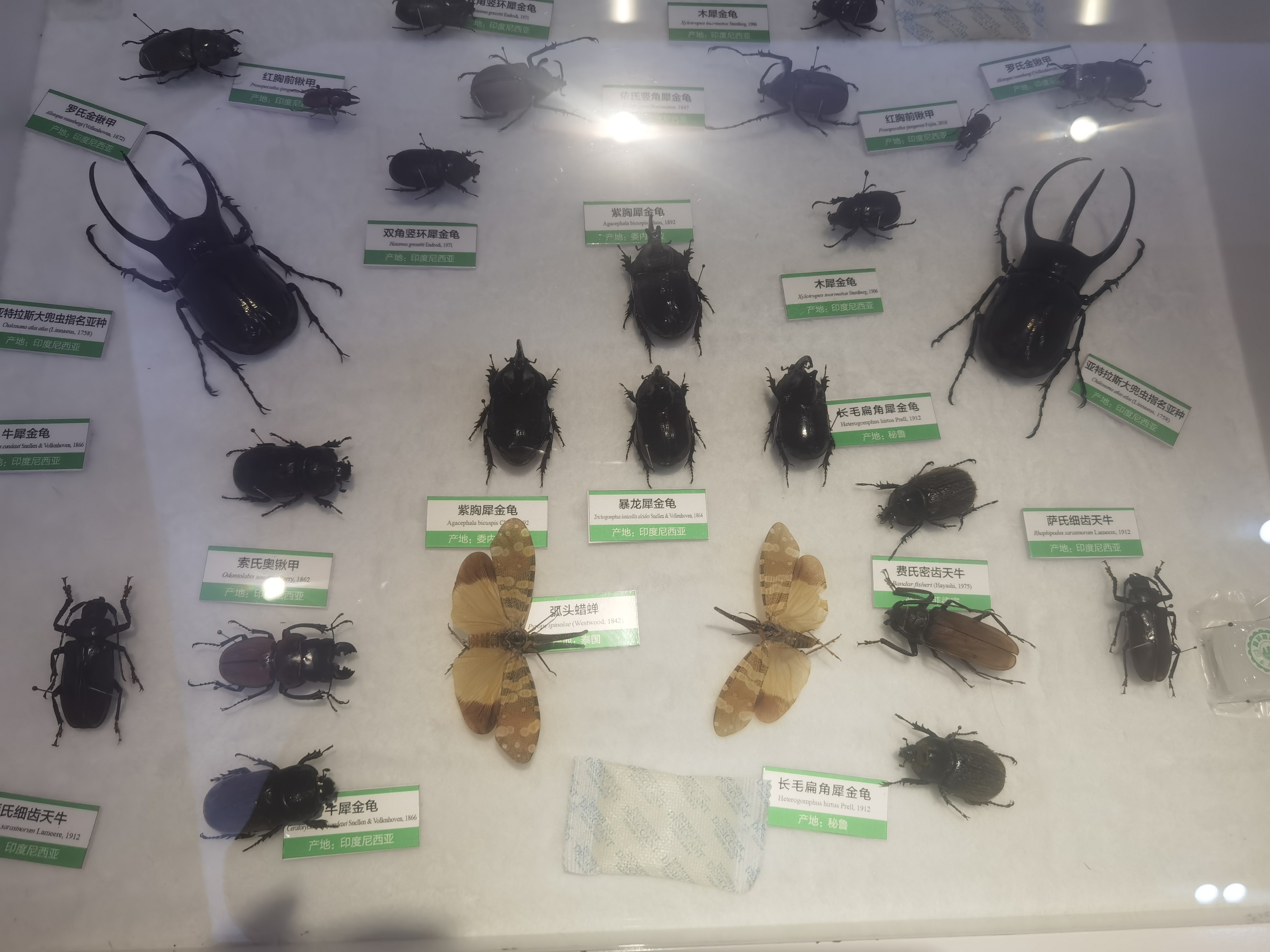 天津动物园里有一个昆虫标本展览馆,来了很多次,都没注意,找厕所时,走