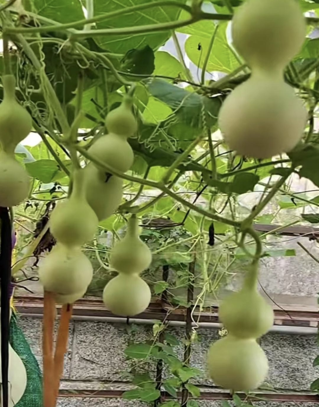 再想想我家院子里那棵葫芦树,就结了几个小不点,还没巴掌大呢,这差距