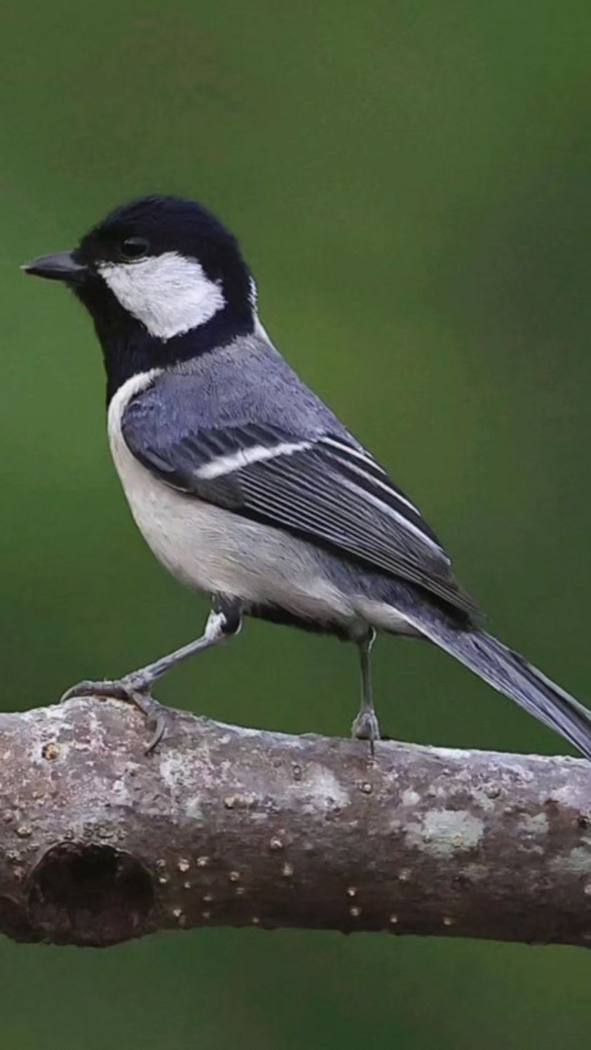 极品贝子鸟,站姿要端正,板凳要大,最重要的是唱的好