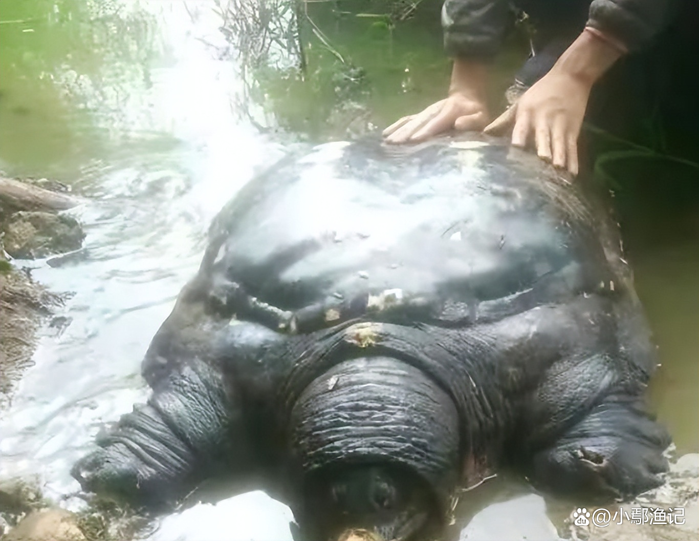 为什么放生王八会倒霉 为什么放生王八会倒霉