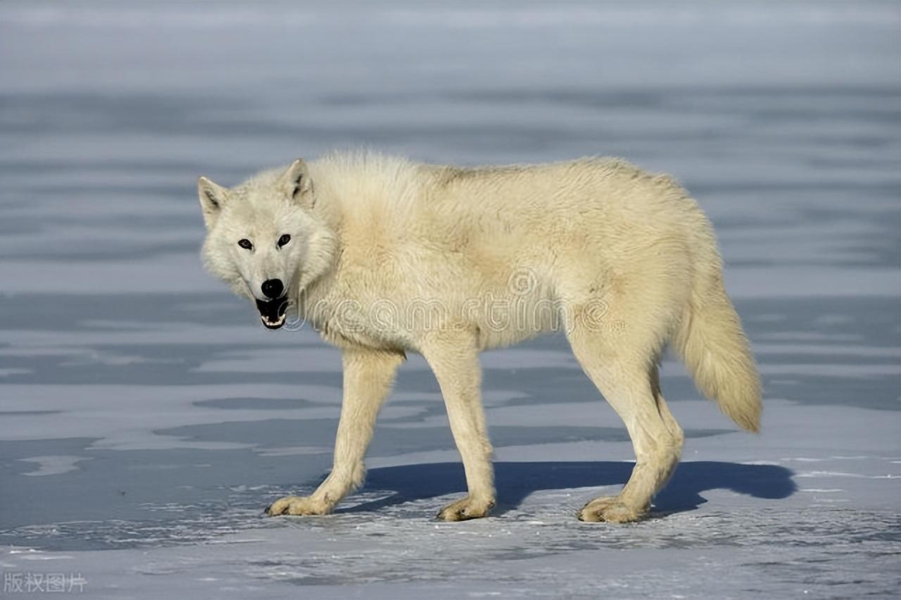 野性难改:雪狼当猎狗,总想称霸,竟欺家畜,挑战主人