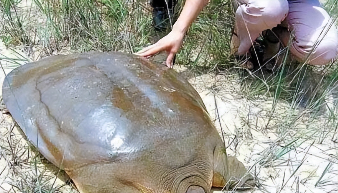 为什么放生王八会倒霉