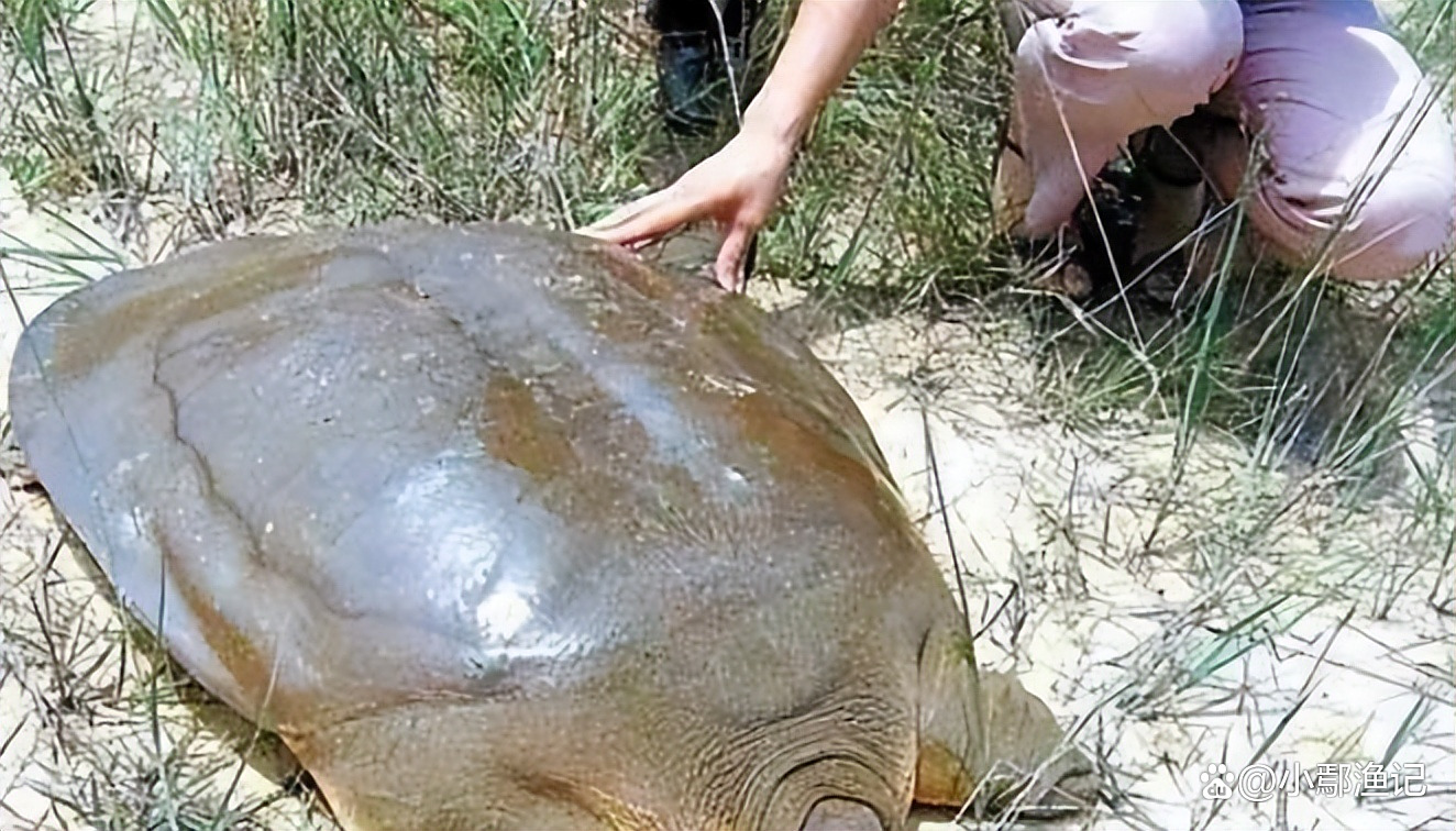 为什么放生王八会倒霉 为什么放生王八会倒霉