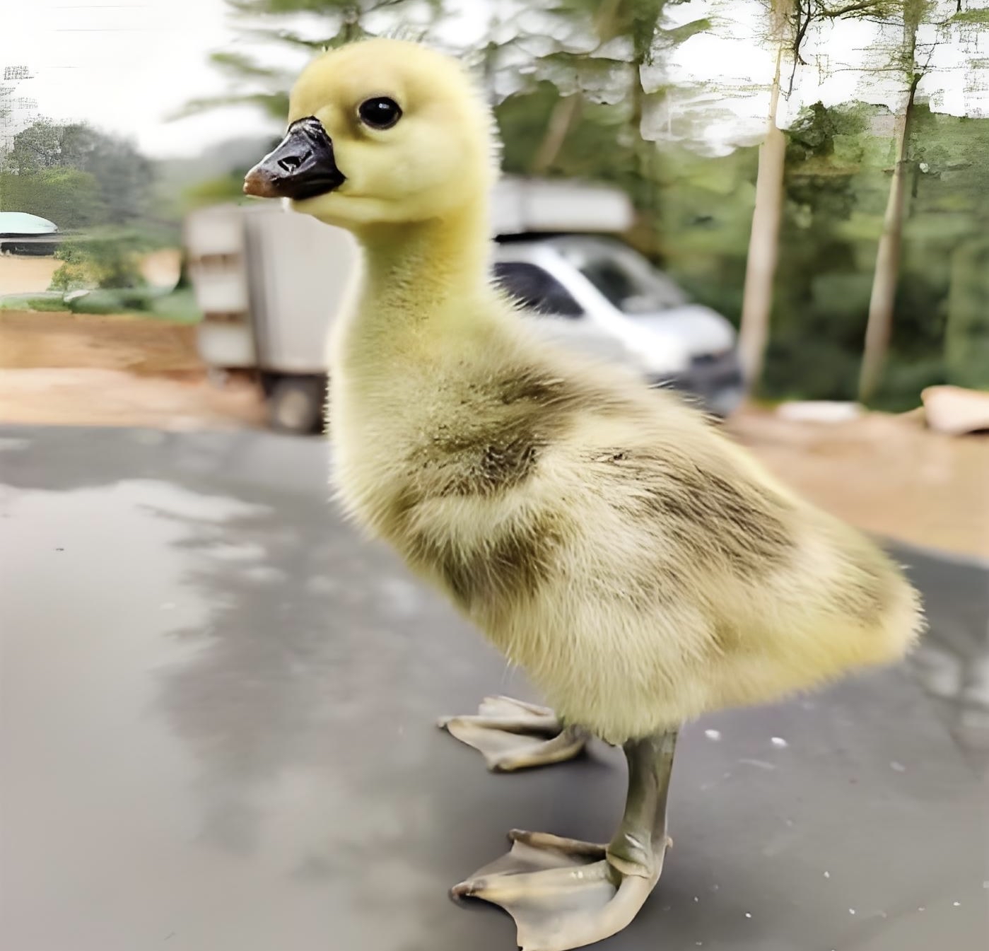 36小时开食为宜,开食前饮水称为"潮口",用潮口的