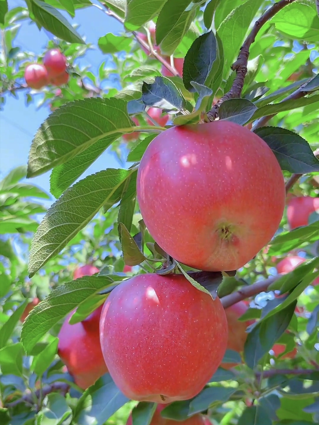我的视角# 苹果 苹果满树艳如霞,绿叶环绕映日华