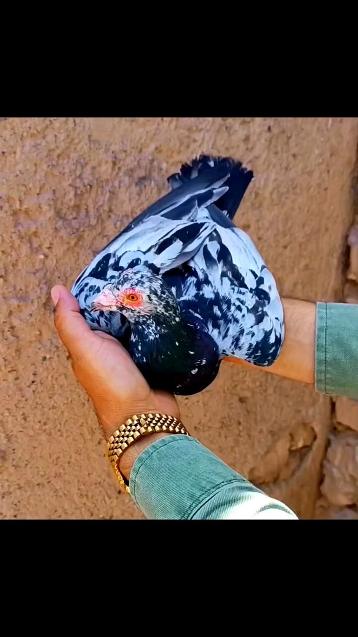 麒麟花鸽子 信鸽赛鸽