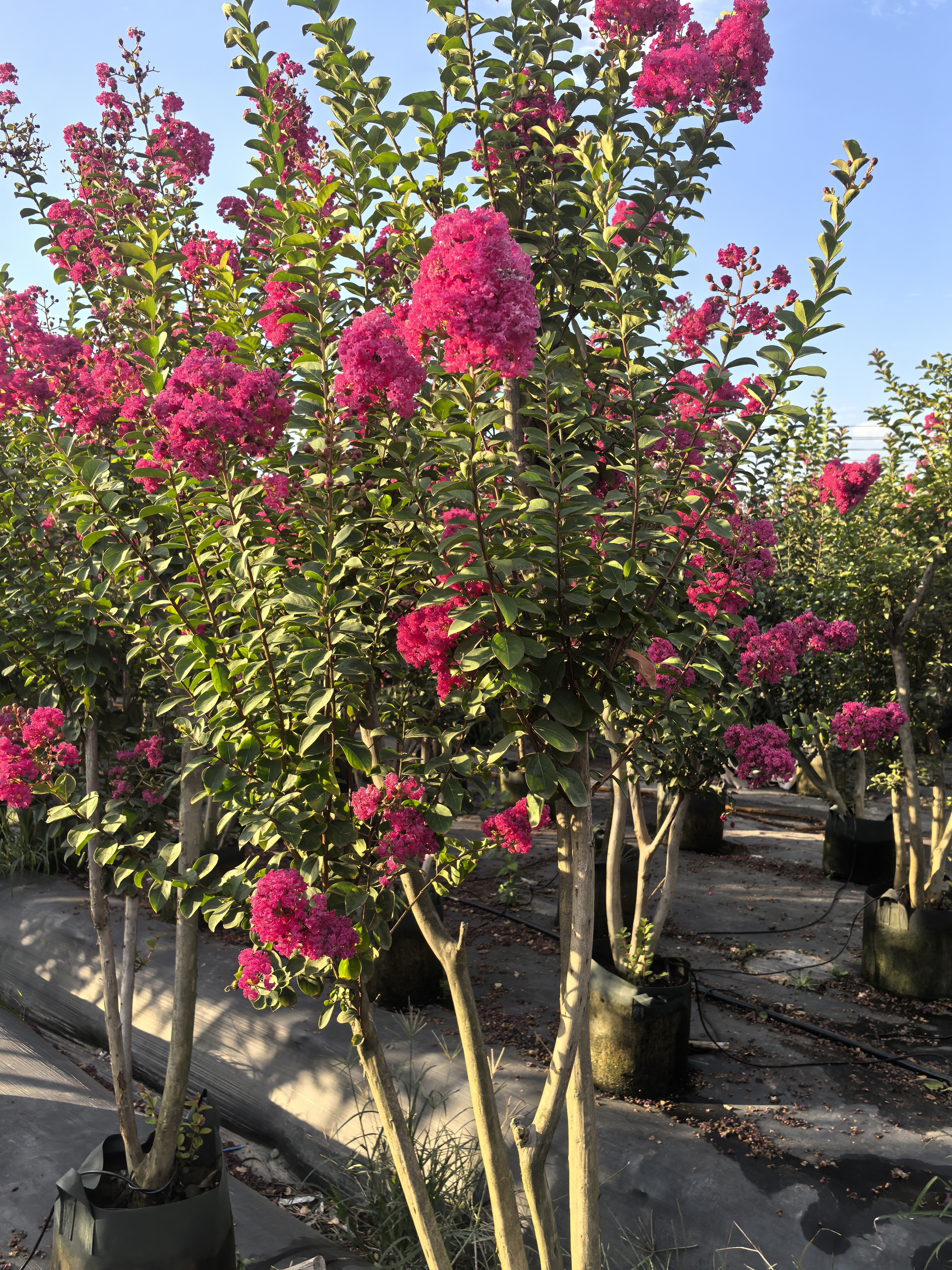 紫薇花百日红树苗室外庭院种植中国红地栽植物四季绿化耐寒老树桩