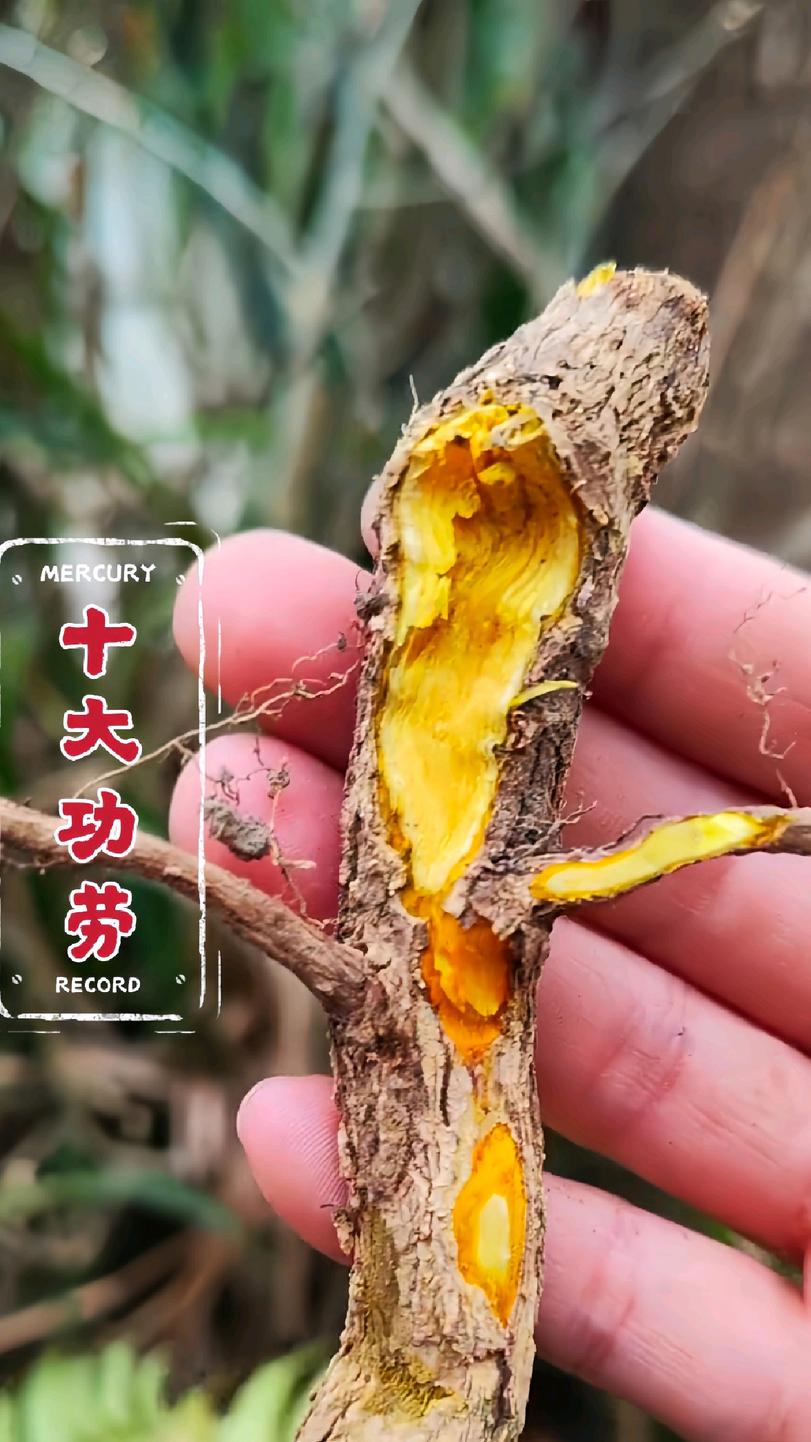 这就是"十大功劳"也称刺黄连,土黄连等