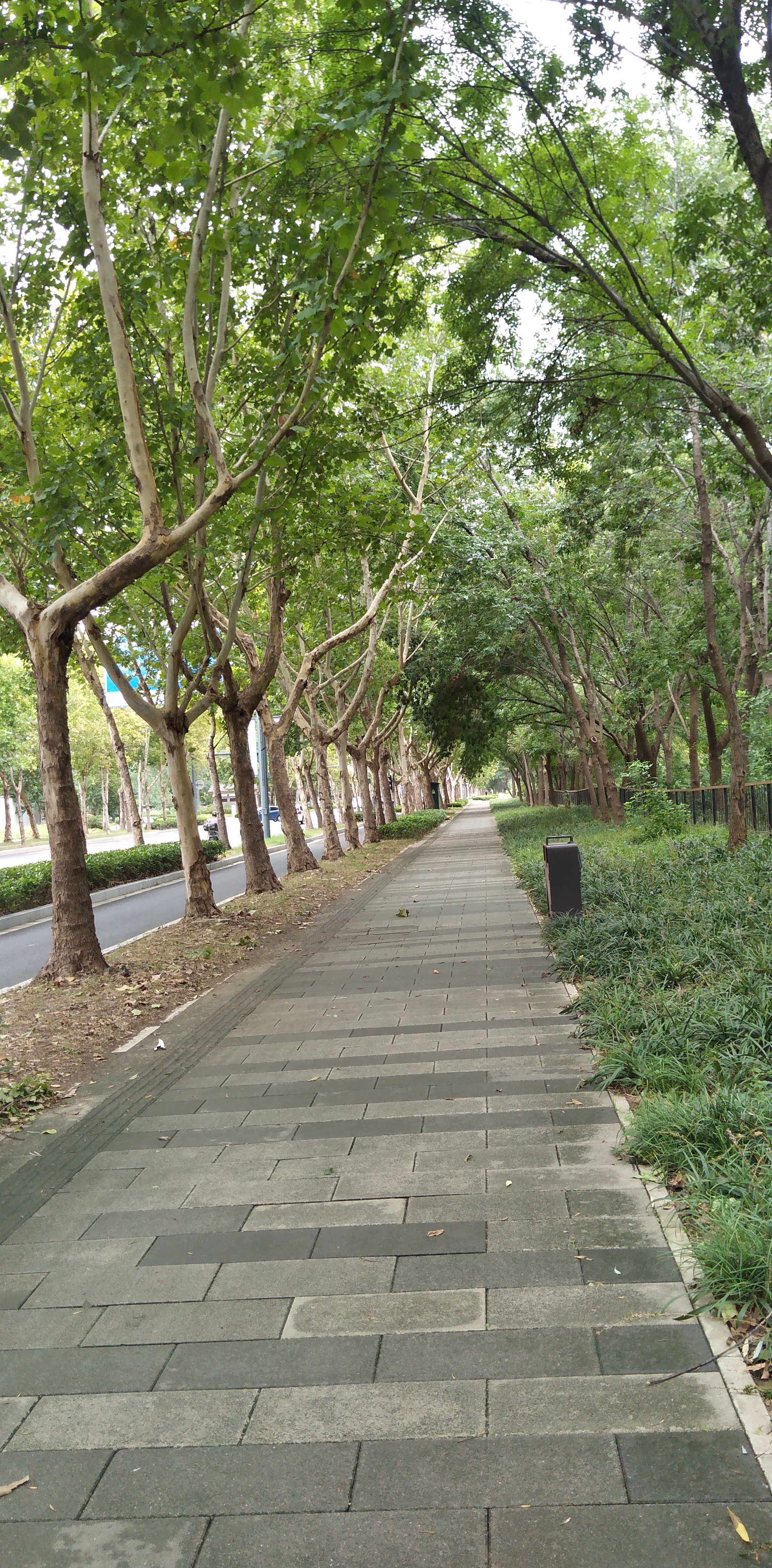 郑州开元路绿色长廊 走在郑州开元路上,路边的树木郁郁葱葱,形成了一