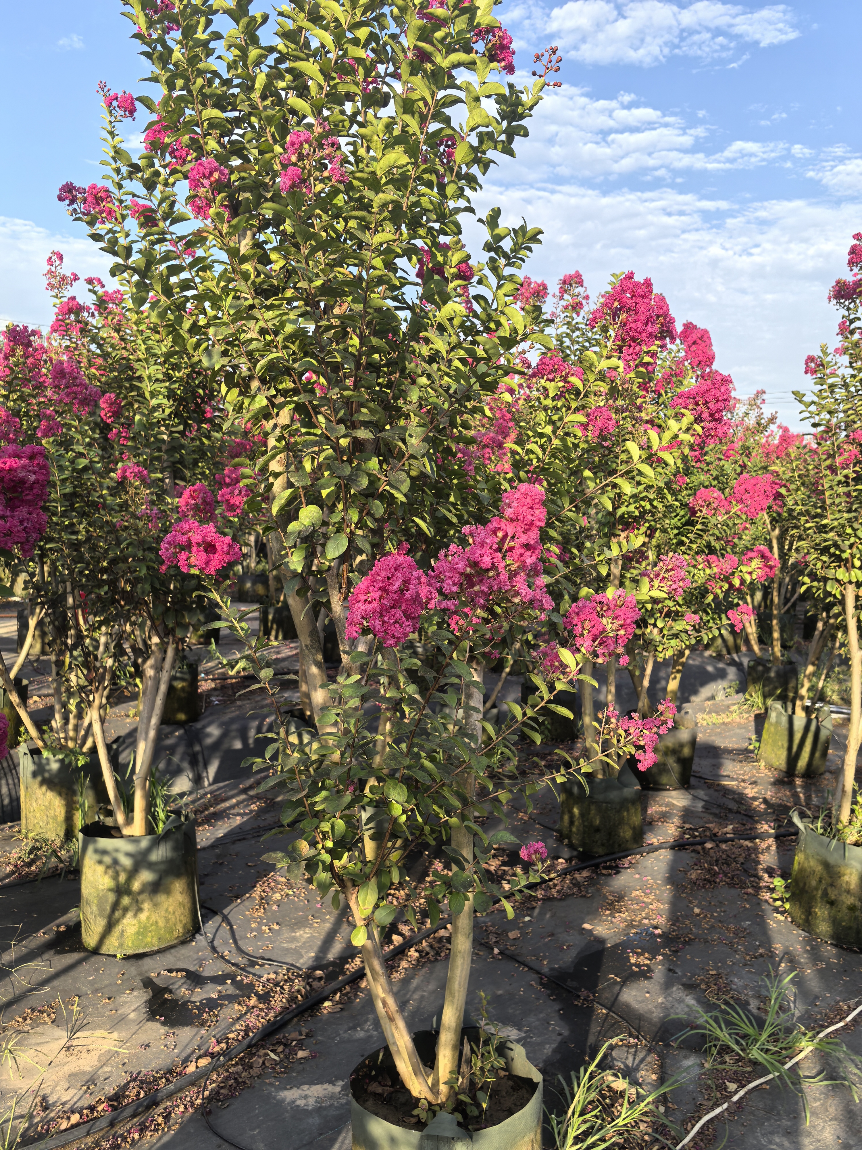 紫薇花百日红树苗室外庭院种植中国红地栽植物四季绿化耐寒老树桩