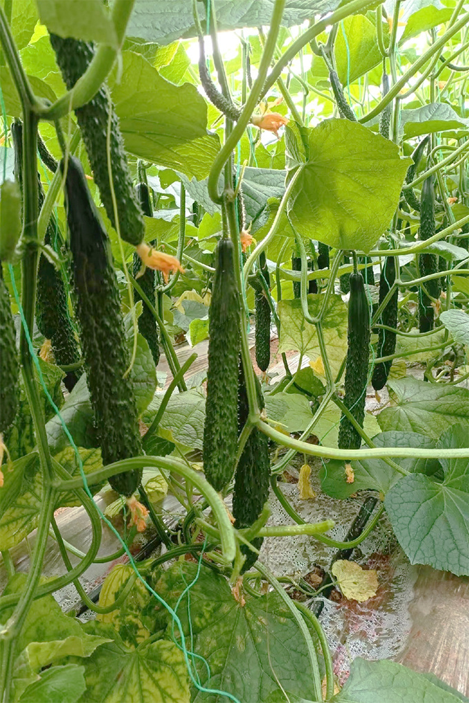 金秋动态创作赛# 菜园中的典范