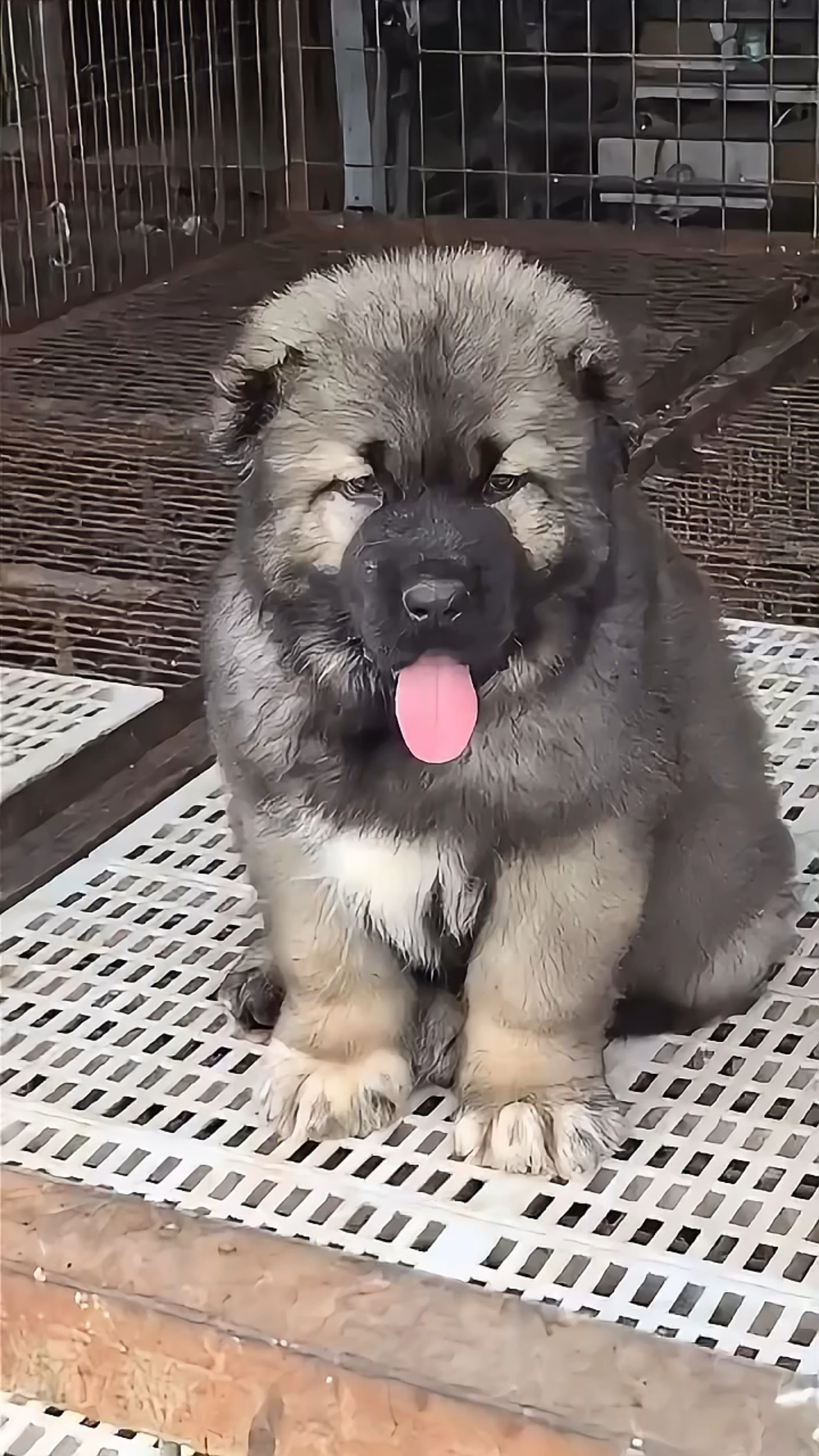 高加索犬,忠诚户主看家护院