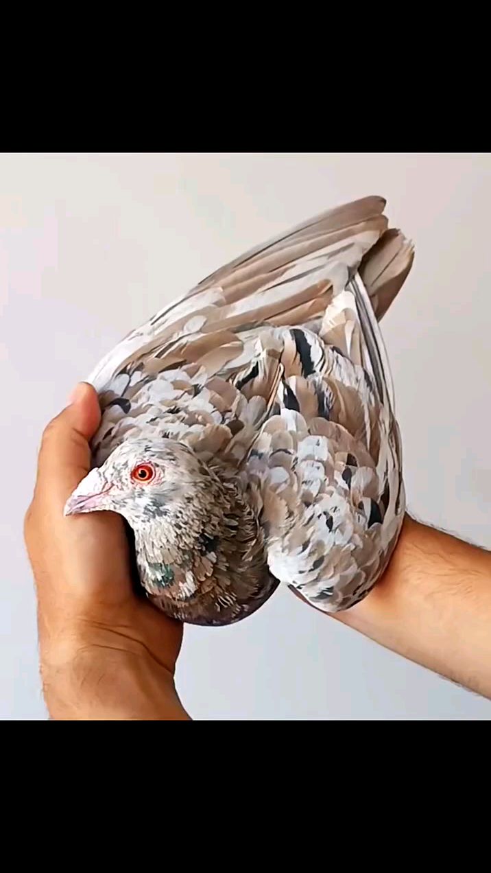 麒麟花鸽子 信鸽赛鸽