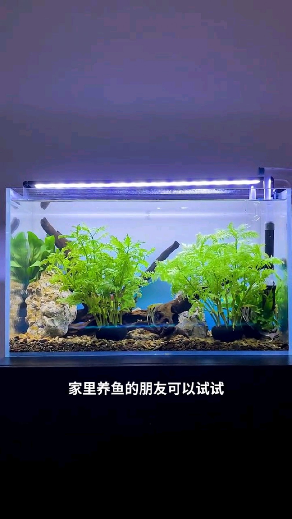 非常好养的鱼缸水罗兰水草,不仅有着超高的颜值,还能净化水质