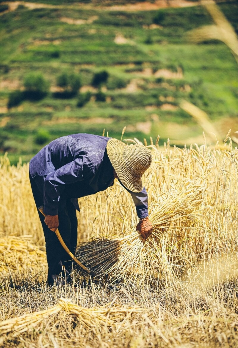 麦子黄