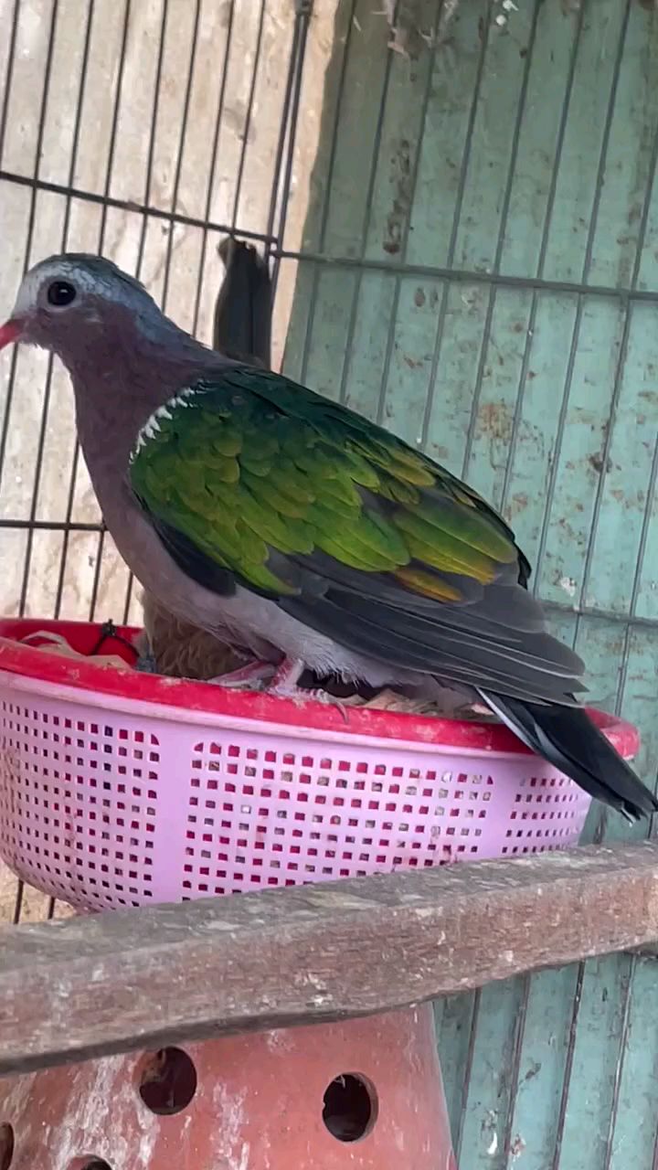 杂交鸽鸠配金鸠 杂交鸠鸽 斑鸠 咕咕