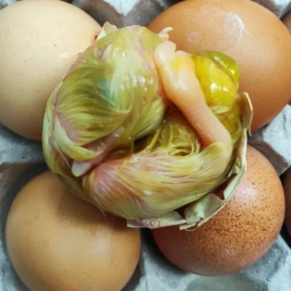 盘点全球最恶心的食物