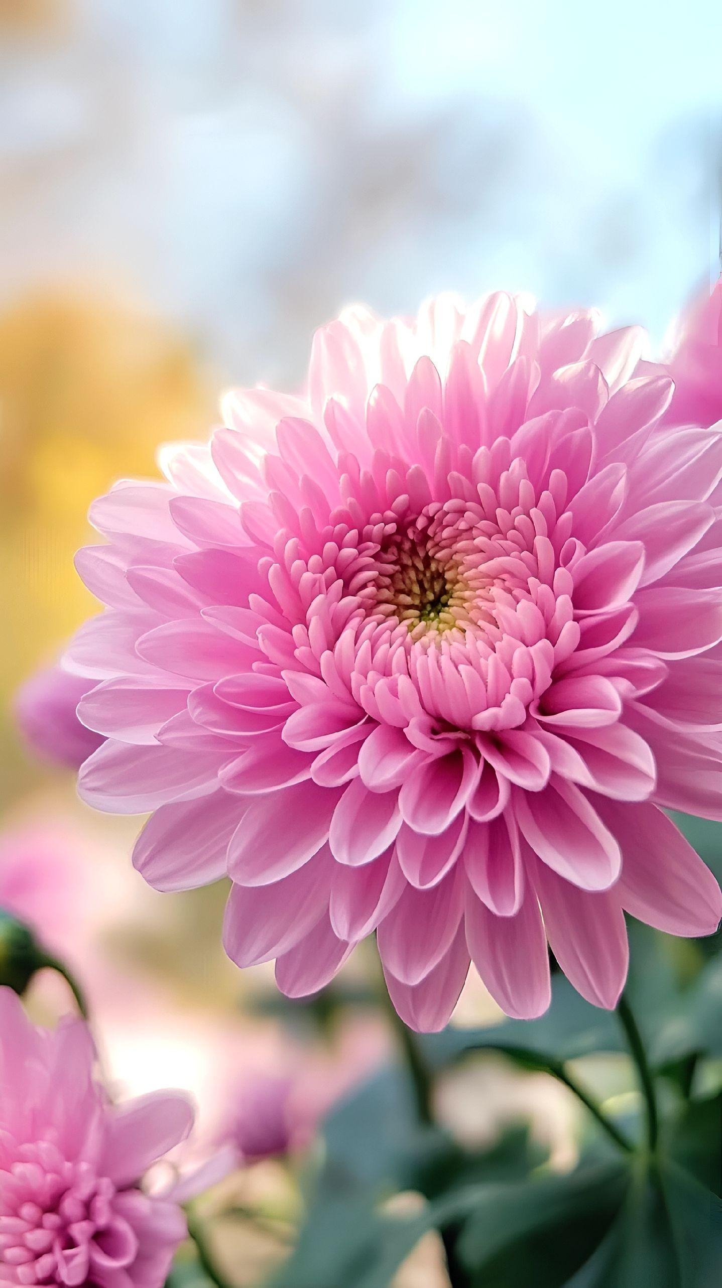 菊花像秋日的精灵使者,在万花丛中悠然翩翩,解读着秋的节奏和岁月的