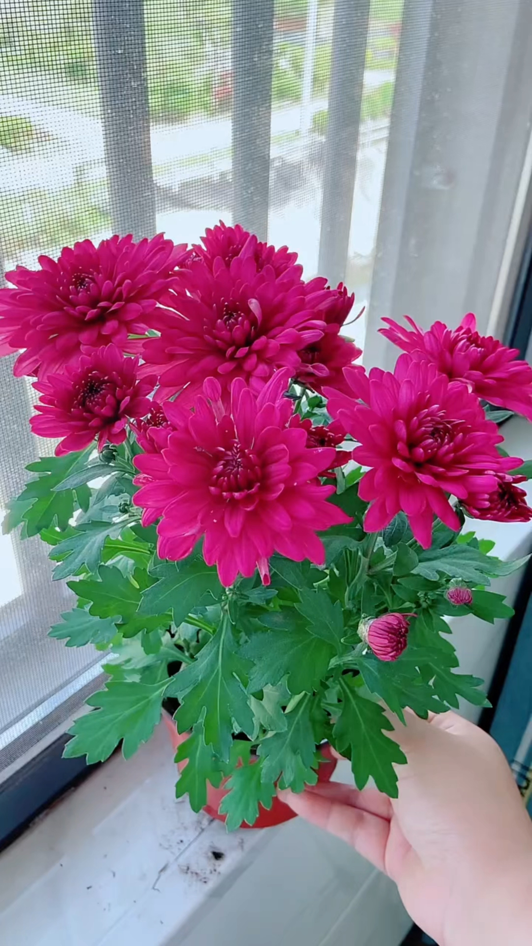 月月菊四季开花