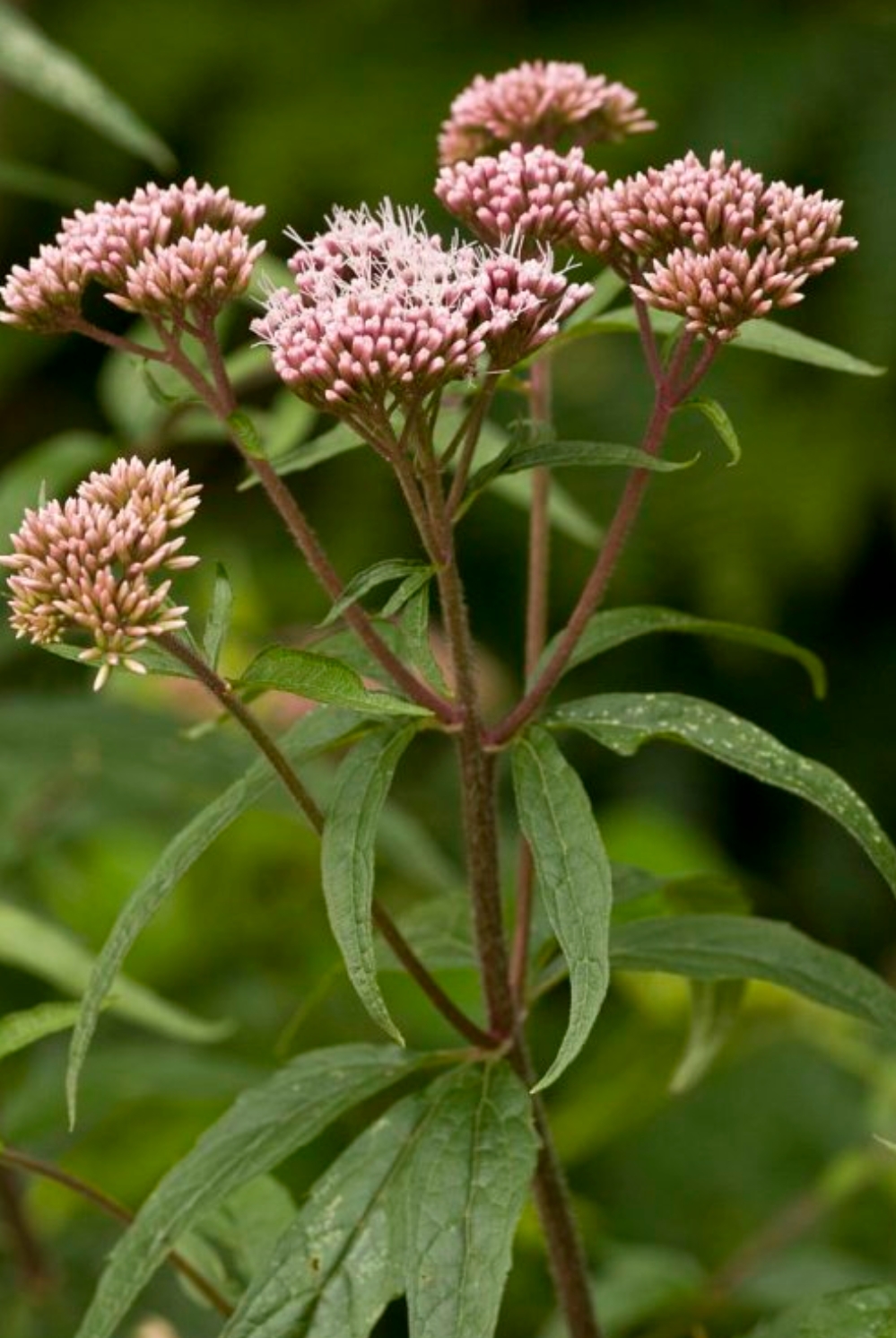 9月25日   今日小寿星 生日花   :野马追 花   语    :期待,正义 菊科