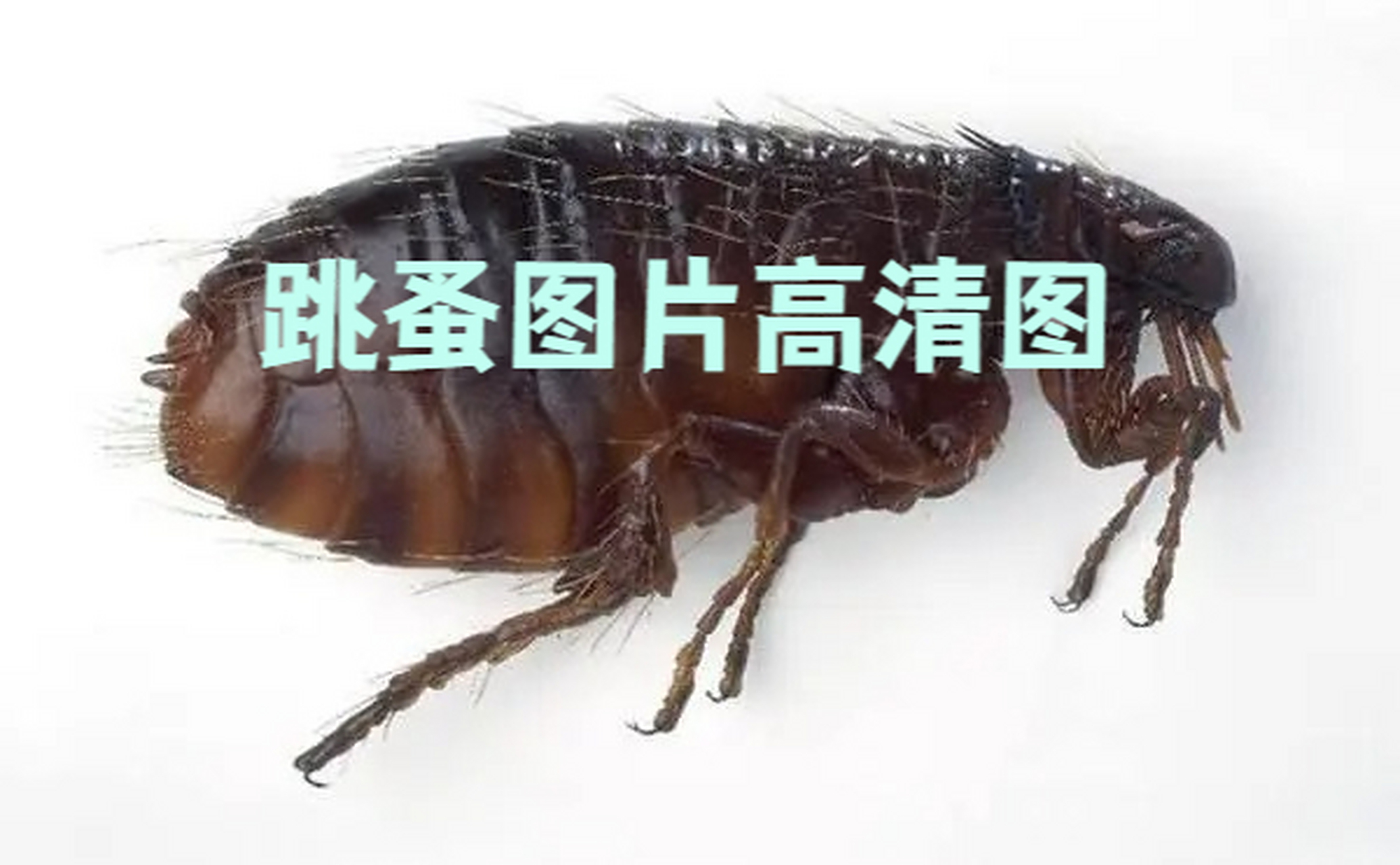 😎图片里就是放大的跳蚤,跳蚤是一种让人头疼的小虫子