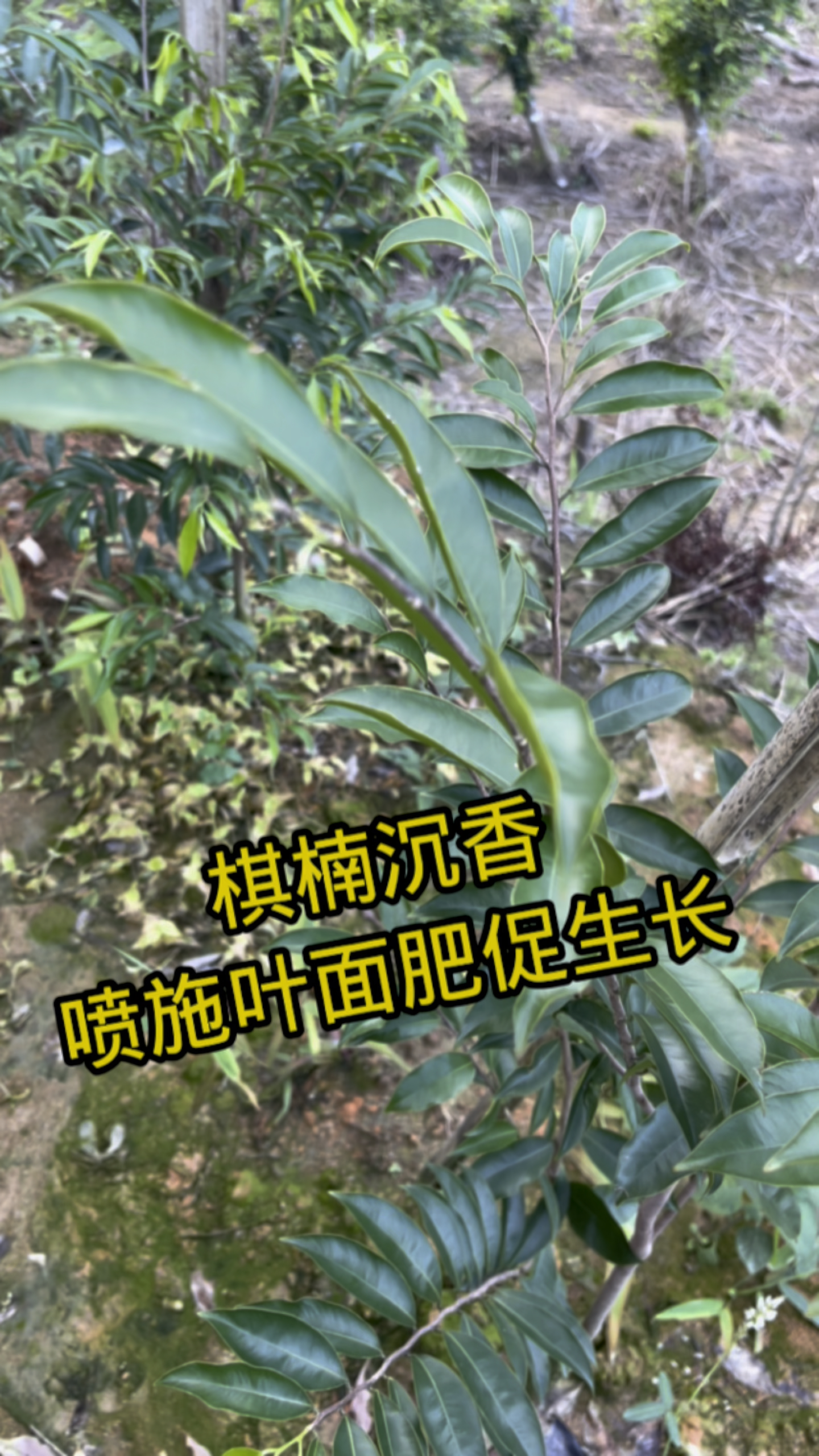 棋楠沉香,喷施叶面肥促生长.