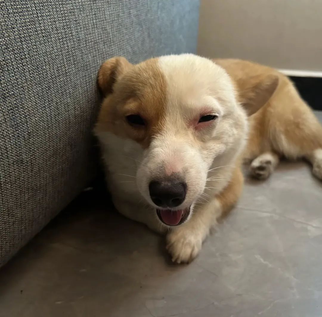 小狗半夜偷吃小龙虾壳过敏,脸肿成猪头,还在一旁高兴的手舞足蹈