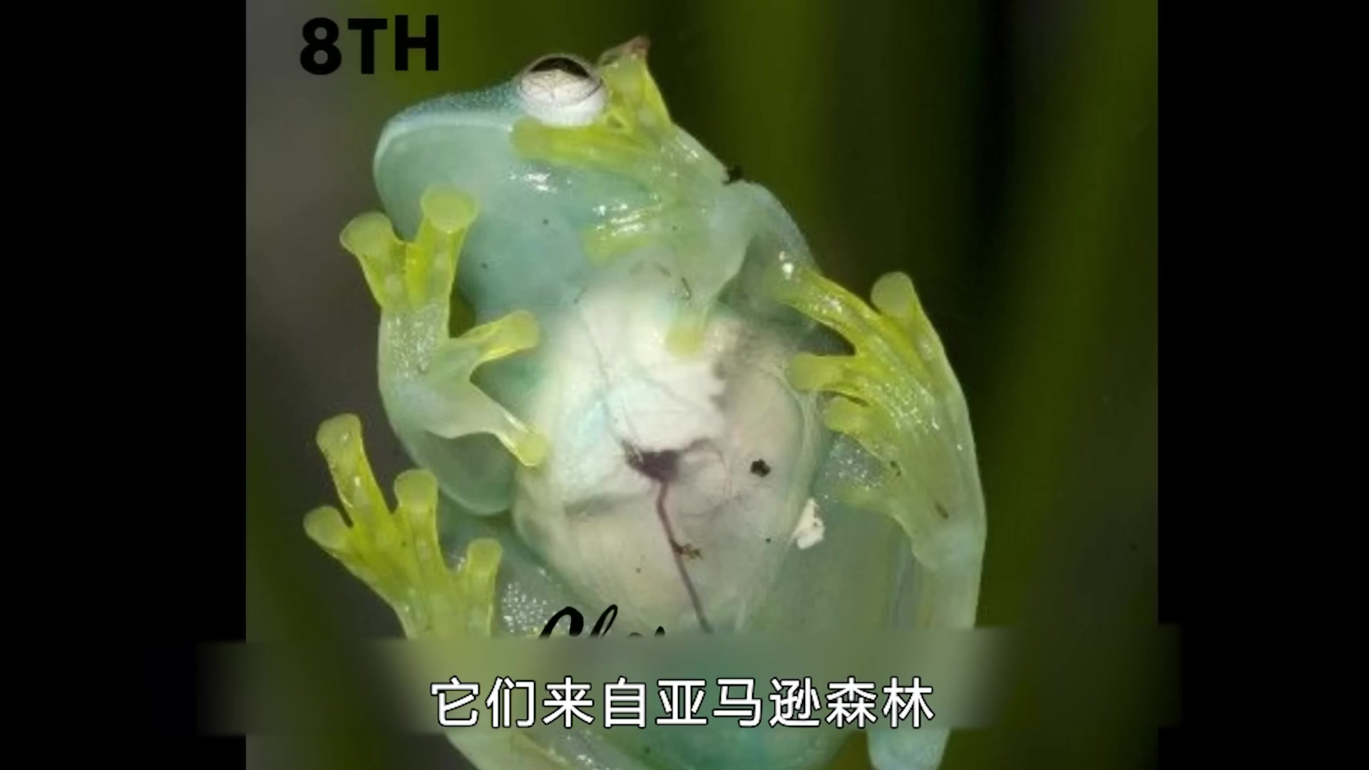 科学:亚马逊热带雨林里7种神兽,别具一格,总有一款萌到你