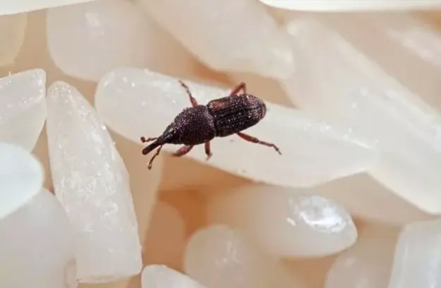 一位60多岁的"米商"告诉我:大米放久了就会"凭空出现"许多小黑虫,它们