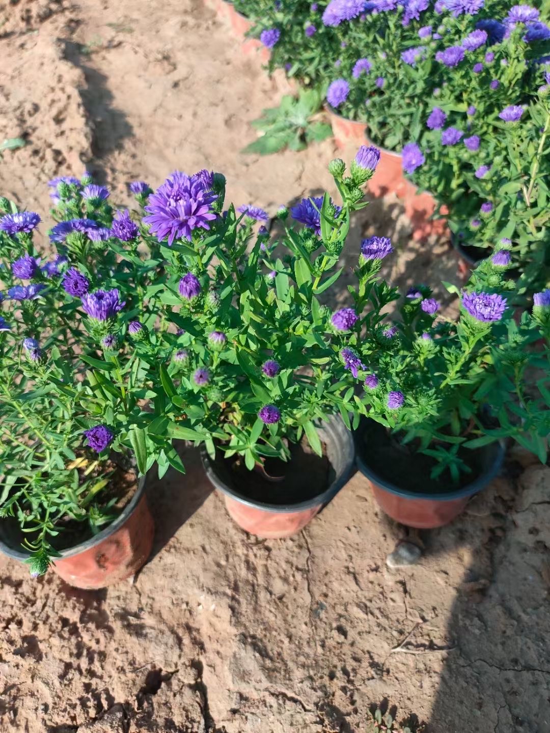 丹麦翠菊色彩丰富形态多样非常适合作为花坛的主要观赏植物能够
