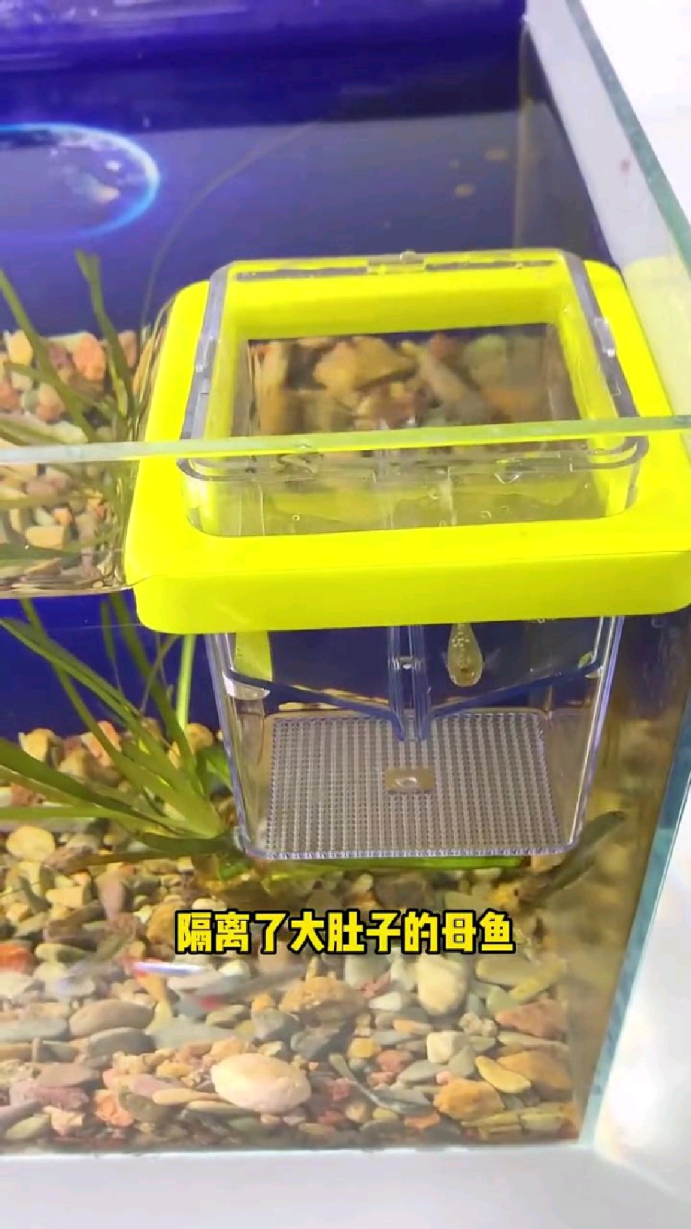 真的太感谢这个隔离盒了,我提前把母鱼隔离了起来