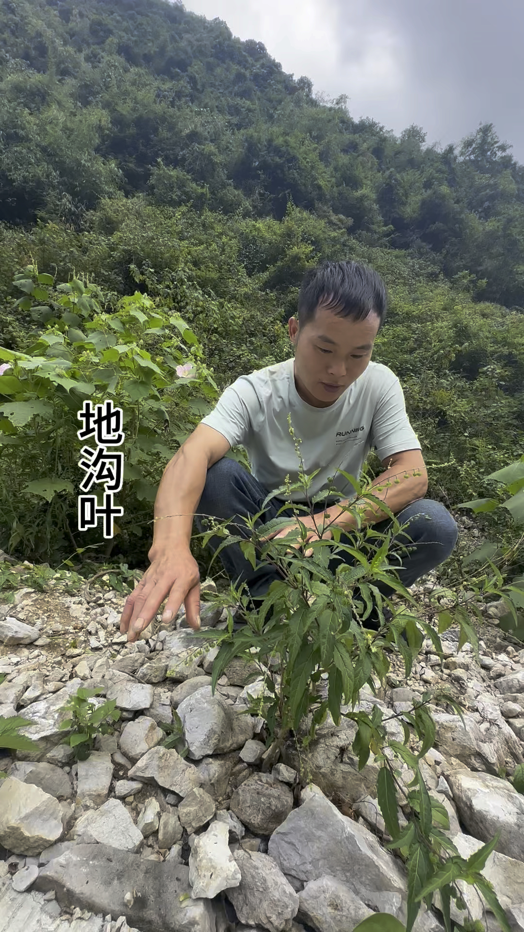 小植物大好处地沟叶