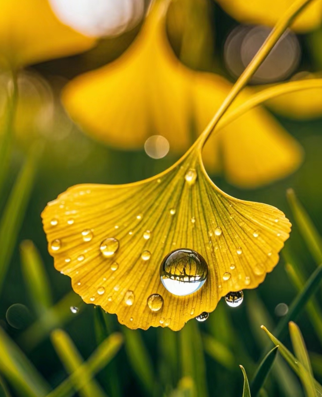 随手拍一张秋日的树叶,映衬着秋天的到来吧!