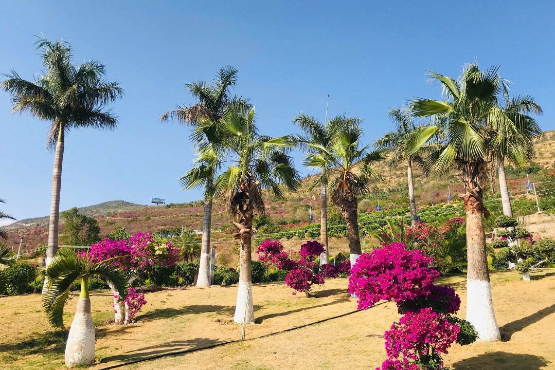攀枝花花舞人间景区位于攀枝花市东区银江镇阿署达村,是一个以四季花
