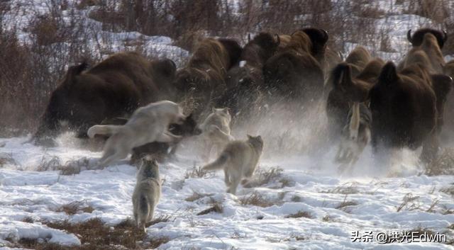 现存世界上体型最大的狼是什么狼?狼存在的意义是什么?