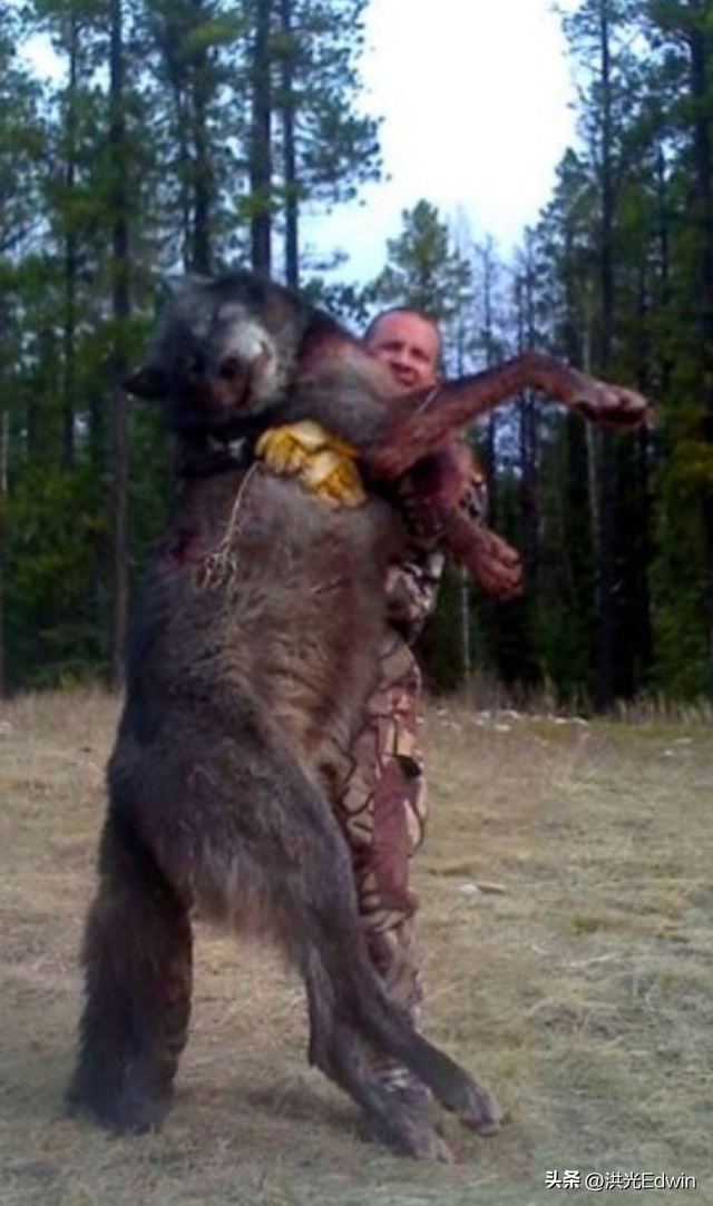 现存世界上体型最大的狼是什么狼?狼存在的意义是什么?