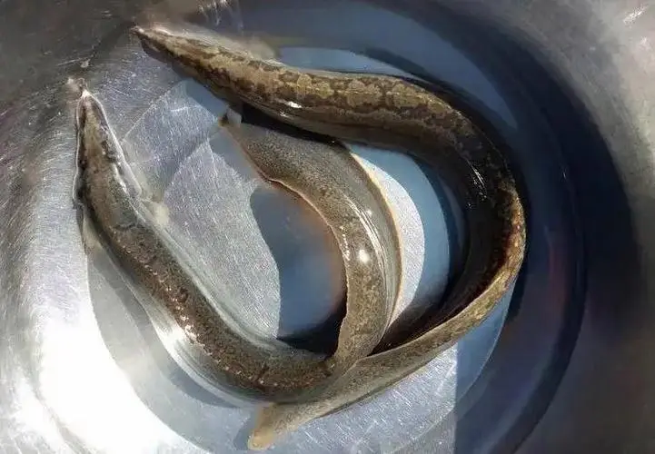 近日,一场关于"巨型刀鳅鱼"的奇遇,在广西的某片水域悄然上演,不仅让