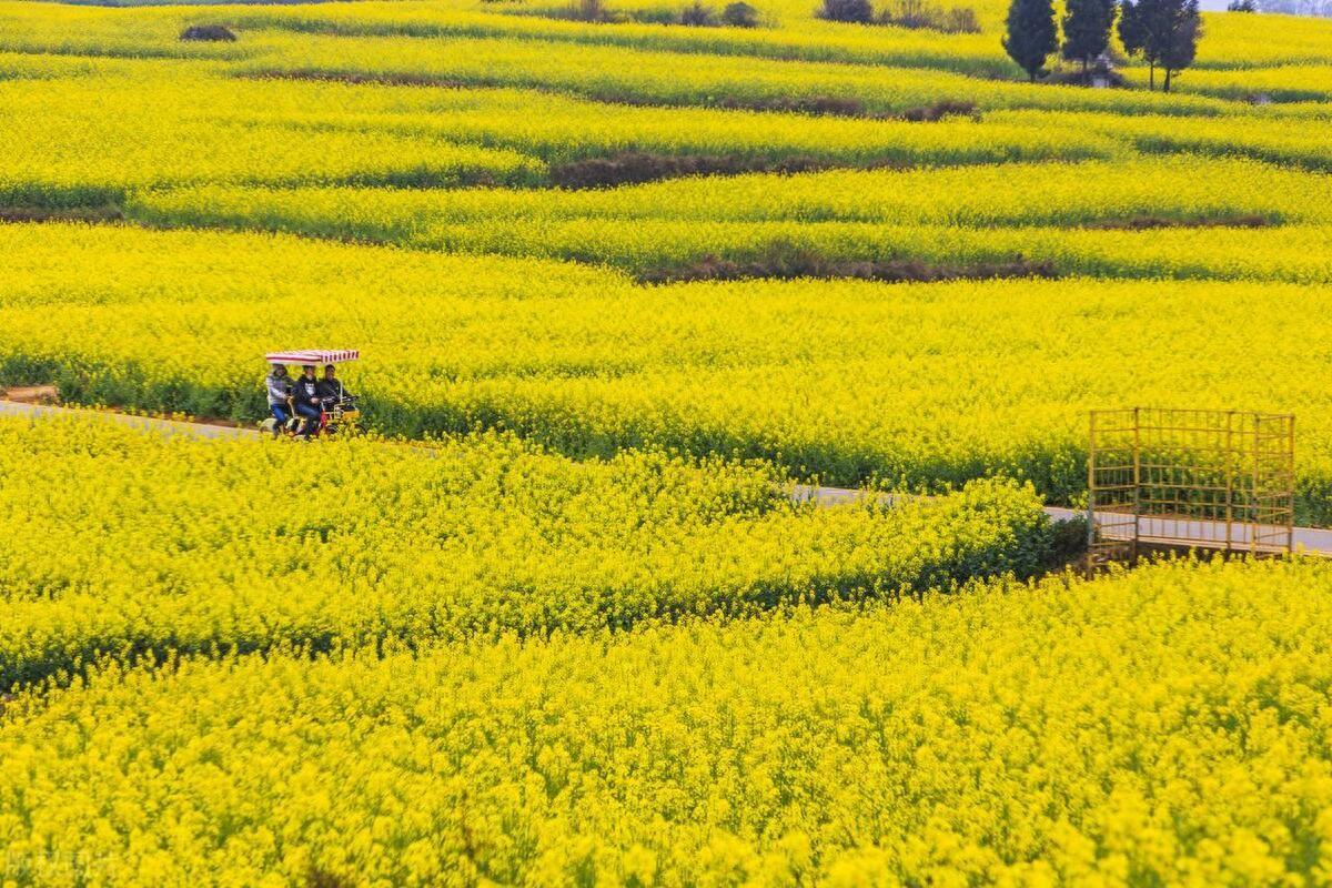 每年的2月至4月,这里的油菜花盛开,形成了一片金黄色的花海,吸引了