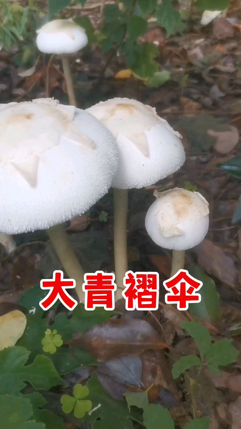 大青褶伞,南方著名毒蘑菇