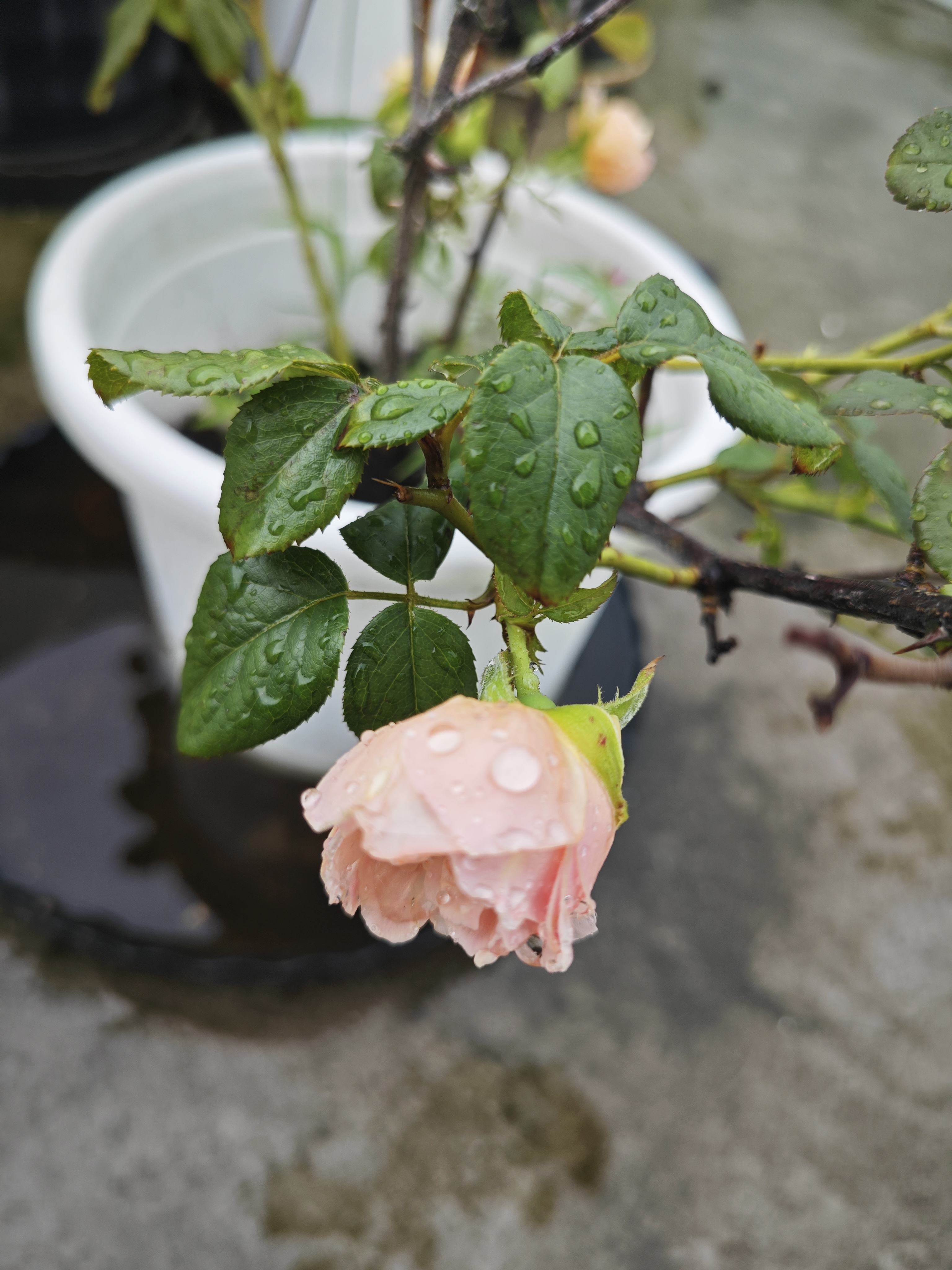 这不昨天含苞待放的鲑鱼粉色花苞今天悄悄绽放了,下