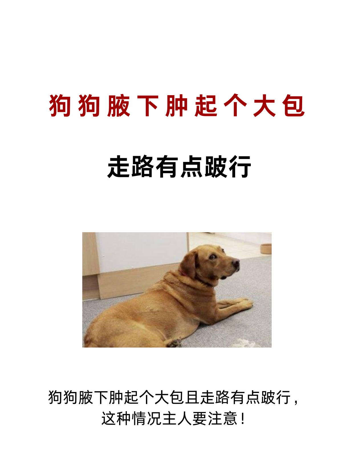 淋巴结肿大 狗狗的腋窝处有淋巴结,当淋巴结肿大时,也要注意是否是